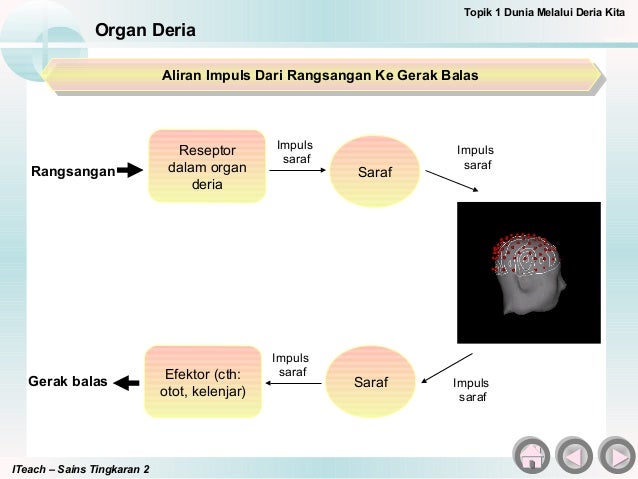 Bab 1 Dunia Melalui Deria Kita