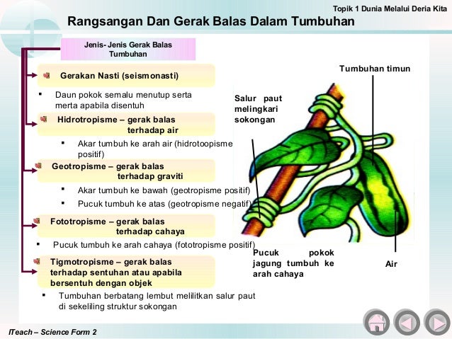 Rangsangan Dan Gerak Balas Tingkatan 3 - 1.2 Rangsangan dan Gerak Balas