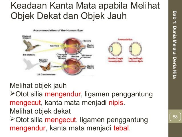 Bab 1 Dunia Melalui Deria Kita Nota
