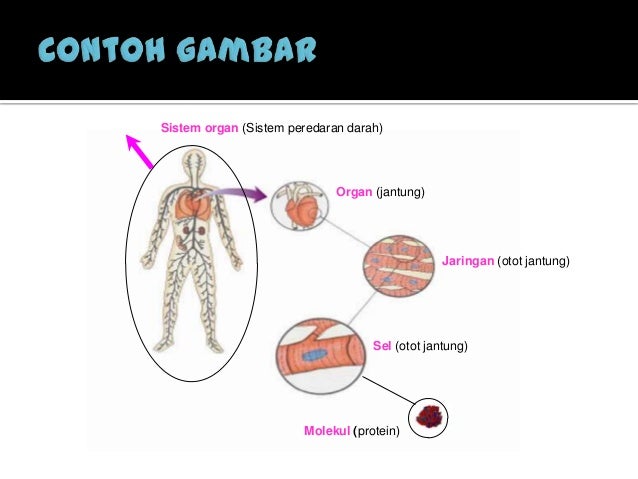 Bab1hakekatbiologi