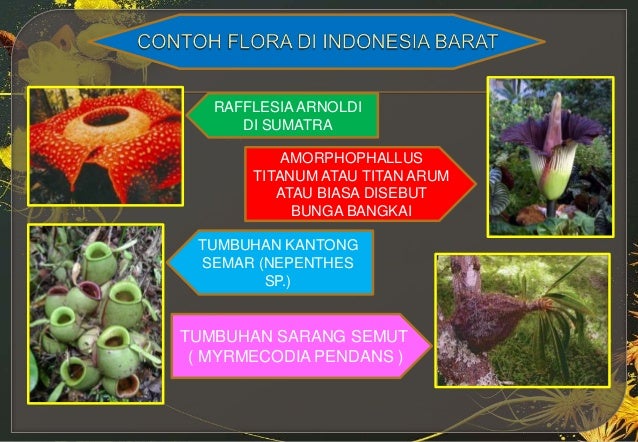 Jenis Tumbuhan Meranti Merantian Banyak Terdapat Di Kawasan Indonesia