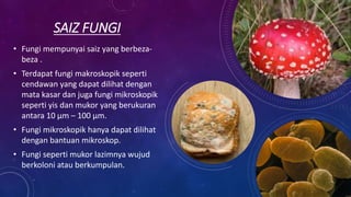 SAIZ FUNGI
• Fungi mempunyai saiz yang berbeza-
beza .
• Terdapat fungi makroskopik seperti
cendawan yang dapat dilihat dengan
mata kasar dan juga fungi mikroskopik
seperti yis dan mukor yang berukuran
antara 10 μm – 100 μm.
• Fungi mikroskopik hanya dapat dilihat
dengan bantuan mikroskop.
• Fungi seperti mukor lazimnya wujud
berkoloni atau berkumpulan.
 