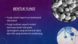 BENTUK FUNGI
• Fungi unisel seperti yis berbentuk
sfera kecil
• Fungi multisel seperti mukor
lazimnya terdiri daripada
sporangium yang berbentuk sfera
dan hifa yang berbentuk bebenang
 