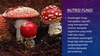 NUTRISI FUNGI
• Sesetengah fungi
merupakan saprofit
yang memperoleh
nutrien daripada
organisma yang telah
mati dan reput
manakala sesetengah
fungi lagi ialah parasit
yangmemperoleh
nutrien daripada
perumahnya
 