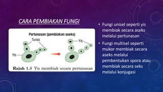 CARA PEMBIAKAN FUNGI • Fungi unisel seperti yis
membiak secara aseks
melalui pertunasan
• Fungi multisel seperti
mukor membiak secara
aseks melalui
pembentukan spora atau
membiak secara seks
melalui konjugasi
 
