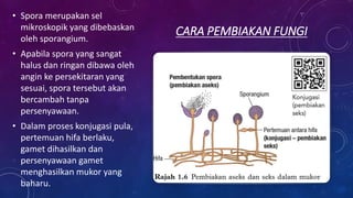 CARA PEMBIAKAN FUNGI
• Spora merupakan sel
mikroskopik yang dibebaskan
oleh sporangium.
• Apabila spora yang sangat
halus dan ringan dibawa oleh
angin ke persekitaran yang
sesuai, spora tersebut akan
bercambah tanpa
persenyawaan.
• Dalam proses konjugasi pula,
pertemuan hifa berlaku,
gamet dihasilkan dan
persenyawaan gamet
menghasilkan mukor yang
baharu.
 