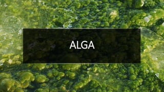 ALGA
 