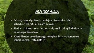 NUTRISI ALGA
• Kebanyakan alga berwarna hijau disebabkan oleh
kehadiran klorofil di dalam selnya.
• Perkara ini turut membezakan alga mikroskopik daripada
mikroorganisma lain.
• Klorofil membolehkan alga menghasilkan makanannya
sendiri melalui fotosintesis.
 