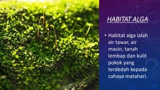 HABITAT ALGA
• Habitat alga ialah
air tawar, air
masin, tanah
lembap dan kulit
pokok yang
terdedah kepada
cahaya matahari.
 