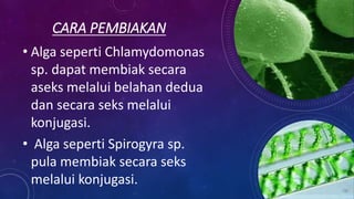 CARA PEMBIAKAN
• Alga seperti Chlamydomonas
sp. dapat membiak secara
aseks melalui belahan dedua
dan secara seks melalui
konjugasi.
• Alga seperti Spirogyra sp.
pula membiak secara seks
melalui konjugasi.
 