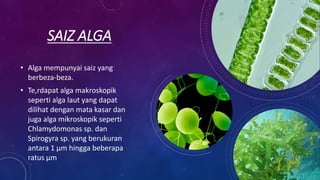 SAIZ ALGA
• Alga mempunyai saiz yang
berbeza-beza.
• Te,rdapat alga makroskopik
seperti alga laut yang dapat
dilihat dengan mata kasar dan
juga alga mikroskopik seperti
Chlamydomonas sp. dan
Spirogyra sp. yang berukuran
antara 1 μm hingga beberapa
ratus μm
 