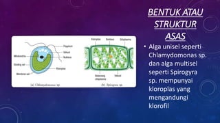 BENTUK ATAU
STRUKTUR
ASAS
• Alga unisel seperti
Chlamydomonas sp.
dan alga multisel
seperti Spirogyra
sp. mempunyai
kloroplas yang
mengandungi
klorofil
 