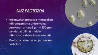 SAIZ PROTOZOA
• Kebanyakan protozoa merupakan
mikroorganisma unisel yang
berukuran antara5 μm – 250 μm
dan dapat dilihat melalui
mikroskop cahaya kuasa rendah.
• Protozoa lazimnya wujud secara
berkoloni.
 