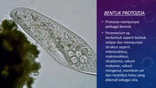 BENTUK PROTOZOA
• Protozoa mempunyai
pelbagai bentuk.
• Paramecium sp.
berbentuk seperti bentuk
selipar dan mempunyai
struktur seperti
mikronukleus,
makronukleus,
sitoplasma, vakuol
makanan, vakuol
mengecut, membran sel
dan rerambut halus yang
dikenali sebagai silia.
 