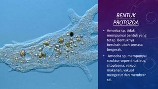 BENTUK
PROTOZOA
• Amoeba sp. tidak
mempunyai bentuk yang
tetap. Bentuknya
berubah-ubah semasa
bergerak.
• Amoeba sp. mempunyai
struktur seperti nukleus,
sitoplasma, vakuol
makanan, vakuol
mengecut dan membran
sel.
 