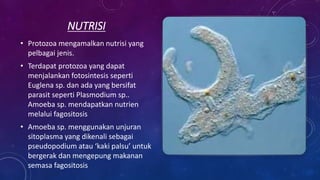 NUTRISI
• Protozoa mengamalkan nutrisi yang
pelbagai jenis.
• Terdapat protozoa yang dapat
menjalankan fotosintesis seperti
Euglena sp. dan ada yang bersifat
parasit seperti Plasmodium sp..
Amoeba sp. mendapatkan nutrien
melalui fagositosis
• Amoeba sp. menggunakan unjuran
sitoplasma yang dikenali sebagai
pseudopodium atau ‘kaki palsu’ untuk
bergerak dan mengepung makanan
semasa fagositosis
 