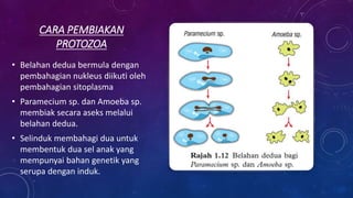 CARA PEMBIAKAN
PROTOZOA
• Belahan dedua bermula dengan
pembahagian nukleus diikuti oleh
pembahagian sitoplasma
• Paramecium sp. dan Amoeba sp.
membiak secara aseks melalui
belahan dedua.
• Selinduk membahagi dua untuk
membentuk dua sel anak yang
mempunyai bahan genetik yang
serupa dengan induk.
 