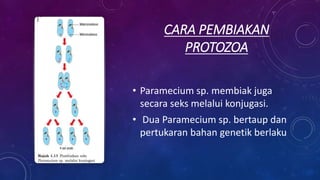 CARA PEMBIAKAN
PROTOZOA
• Paramecium sp. membiak juga
secara seks melalui konjugasi.
• Dua Paramecium sp. bertaup dan
pertukaran bahan genetik berlaku
 