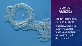 HABITAT
PROTOZOA
• Habitat Paramecium
sp. ialah air tawar.
• Habitat Amoeba sp.
pula termasuklah
tanah yang lembap,
air tawar, air laut
dan perumah.
 