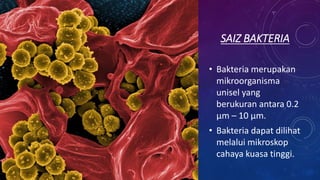 SAIZ BAKTERIA
• Bakteria merupakan
mikroorganisma
unisel yang
berukuran antara 0.2
μm – 10 μm.
• Bakteria dapat dilihat
melalui mikroskop
cahaya kuasa tinggi.
 