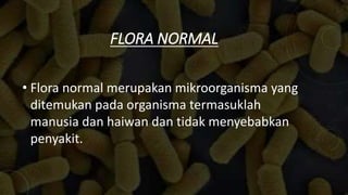 FLORA NORMAL
• Flora normal merupakan mikroorganisma yang
ditemukan pada organisma termasuklah
manusia dan haiwan dan tidak menyebabkan
penyakit.
 