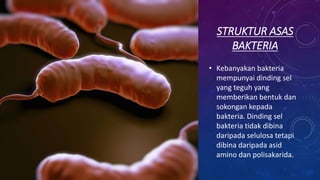 STRUKTUR ASAS
BAKTERIA
• Kebanyakan bakteria
mempunyai dinding sel
yang teguh yang
memberikan bentuk dan
sokongan kepada
bakteria. Dinding sel
bakteria tidak dibina
daripada selulosa tetapi
dibina daripada asid
amino dan polisakarida.
 