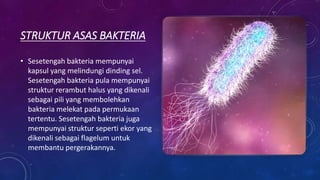 STRUKTUR ASAS BAKTERIA
• Sesetengah bakteria mempunyai
kapsul yang melindungi dinding sel.
Sesetengah bakteria pula mempunyai
struktur rerambut halus yang dikenali
sebagai pili yang membolehkan
bakteria melekat pada permukaan
tertentu. Sesetengah bakteria juga
mempunyai struktur seperti ekor yang
dikenali sebagai flagelum untuk
membantu pergerakannya.
 