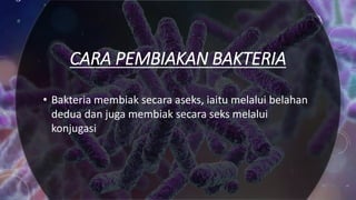 CARA PEMBIAKAN BAKTERIA
• Bakteria membiak secara aseks, iaitu melalui belahan
dedua dan juga membiak secara seks melalui
konjugasi
 