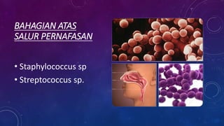 BAHAGIAN ATAS
SALUR PERNAFASAN
• Staphylococcus sp
• Streptococcus sp.
 