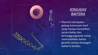 KONJUGASI
BAKTERIA
• Plasmid merupakan
gelang kromosom kecil
yang mampu bereplikasi
secara bebas dan
bertanggungjawab untuk
memindahkan bahan
genetik semasa konjugasi
bakteria berlaku.
 