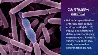 CIRI ISTIMEWA
BAKTERIA
• Bakteria seperti Bacillus
anthracis membentuk
endospora (Rajah 1.16)
supaya dapat bertahan
dalam persekitaran yang
ekstrem seperti kawasan
yang terlalu panas atau
sejuk, kemarau dan
kekurangan makanan.
 
