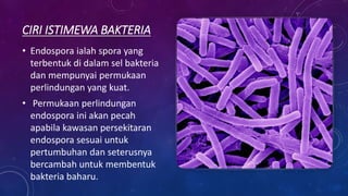 CIRI ISTIMEWA BAKTERIA
• Endospora ialah spora yang
terbentuk di dalam sel bakteria
dan mempunyai permukaan
perlindungan yang kuat.
• Permukaan perlindungan
endospora ini akan pecah
apabila kawasan persekitaran
endospora sesuai untuk
pertumbuhan dan seterusnya
bercambah untuk membentuk
bakteria baharu.
 