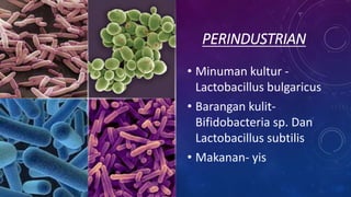 PERINDUSTRIAN
• Minuman kultur -
Lactobacillus bulgaricus
• Barangan kulit-
Bifidobacteria sp. Dan
Lactobacillus subtilis
• Makanan- yis
 