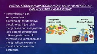 POTENSI KEGUNAAN MIKROORGANISMA DALAM BIOTEKNOLOGI
DAN KELESTARIAN ALAM SEKITAR
• Perkembangan dan
kemajuan dalam
bioteknologi terutamanya
bioteknologi hijau telah
menjanakan dan menjayakan
idea potensi penggunaan
mikroorganisma untuk
merawat sisa kumbahan dan
menghasilkan ekoenzim
melalui penapaian sisa
pertanian.
 