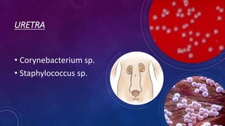URETRA
• Corynebacterium sp.
• Staphylococcus sp.
 