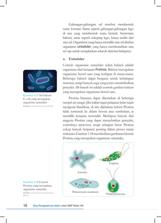 18 Ilmu Pengetahuan Alam untuk SMP Kelas VIII
Gabungan-gabungan sel tersebut membentuk
suatu formasi. Sama seperti gabungan-gabungan lego
di atas yang membentuk suatu bentuk. Sementara
bakteri, sama seperti sekeping lego, hanya terdiri dari
satu sel. Organisme yang hanya memiliki satu sel disebut
organisme uniseluler, yang hanya membutuhkan satu
sel saja untuk menjalankan seluruh aktivitas hidupnya.
a. Uniseluler
Contoh organisme uniseluler selain bakteri adalah
organisme dari kerajaan Protista. Bakteri merupakan
organisme bersel satu yang terdapat di mana-mana.
Beberapa bakteri dapat berguna untuk kehidupan
manusia, tetapi banyak juga yang justru menimbulkan
penyakit. Di bawah ini adalah contoh gambar bakteri
yang merupakan organisme bersel satu.
Protista biasanya dapat ditemukan di beberapa
sampel air sungai. Jika kalian ingat pelajaran kelas tujuh
mengenai klasifikasi, di situ dijelaskan bahwa Protista
tidak termasuk ke dalam hewan atau tumbuhan, ia
memiliki kerajaan tersendiri. Meskipun banyak dari
anggota Protista yang dapat menyebarkan penyakit,
contohnya sporozoa, tetapi sebagian besar Protista
cukup banyak berperan penting dalam proses rantai
makanan.Gambar1.18memberikangambaranbentuk
Protista yang merupakan organisme uniseluler.
Gambar 1.17 Sel bakteri
E. coli yang merupakan
organisme uniseluler
Sumber: shutterstock.com/fusebulb
Gambar 1.18 Contoh
Protista yang merupakan
organisme uniseluler
Sumber: shutterstock.com/Kazakova
Maryia
Amoeba
Euglena
Paramecium caudatum
Chlamydomonas
 