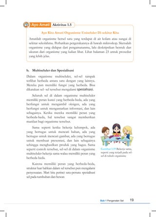 19
Bab 1 Pengenalan Sel
b. Multiseluler dan Spesialisasi
Dalam organisme multiseluler, sel-sel tampak
terlihat berbeda antara satu dengan yang lainnya.
Mereka pun memiliki fungsi yang berbeda. Bisa
dikatakan sel- sel tersebut mengalami spesialisasi.
Seluruh sel di dalam organisme multiseluler
memiliki peran kunci yang berbeda-beda, ada yang
berfungsi untuk mengambil oksigen, ada yang
berfungsi untuk mengantarkan informasi, dan lain
sebagainya. Ketika mereka memiliki peran yang
berbeda-beda, hal tersebut sangat memberikan
manfaat bagi organisme tersebut.
Sama seperti ketika bekerja kelompok, ada
yang bertugas untuk mencari bahan, ada yang
bertugas untuk mencari gambar, ada yang bertugas
untuk membuat presentasi, dan lain sebagainya
sehingga menghasilkan produk yang bagus. Sama
seperti contoh tersebut, sel-sel di dalam organisme
multiseluler bekerja sama walau memiliki peran yang
berbeda-beda.
Karena memiliki peran yang berbeda-beda,
struktur luar bahkan dalam sel tersebut pun mengalami
penyesuaian. Mari kita perinci satu-persatu spesialisasi
sel pada tumbuhan dan hewan
Gambar 1.19 Bekerja sama,
seperti yang terjadi pada sel-
sel di tubuh organisme
Ayo Kita Amati Organisme Uniseluler Di sekitar Kita
Amatilah organisme bersel satu yang terdapat di air kolam atau sungai di
sekitar sekolahmu. Perhatikan pergerakannya di bawah mikroskop. Sketsalah
organisme yang didapat dari pengamatanmu, lalu deskripsikan bentuk dan
ukuran dari organisme yang kalian lihat. Lihat halaman 23 untuk prosedur
yang lebih jelas.
Ayo Amati Aktivitas 1.5
 