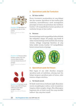 20 Ilmu Pengetahuan Alam untuk SMP Kelas VIII
2. Spesialisasi pada Sel Tumbuhan
a. Sel akar rambut
Proses fotosintesis membutuhkan air yang didapat
dari akar tanaman. Spesialisasi sel akar rambut pada
tumbuhan, memudahkannya untuk meningkatkan
penyerapan air karena area permukaan akar membesar.
Gambar 1.20 memperlihatkan bentuk spesialisasi sel
tumbuhan berupa sel akar rambut
b. Stomata
Stomataberfungsiuntukmengambilgaskarbondioksida
dan melepaskan oksigen. Sel penjaga yang berada di
sekitarstomataberfungsiuntukmembukadanmenutup
stomata, sehingga mengurangi banyaknya air yang
keluar melalui stomata. Gambar 1.21 memperlihatkan
bentuk stomata beserta sel penjaga
Sel penjaga
Sel akar rambut
Gambar 1.20 Spesialisasi sel
tumbuhan berupa sel akar
rambut
Sumber: shutterstock.com/Aldona
Griskeviciene
Gambar 1.21 Stomata dalam
keadaan terbuka (kiri) dan
stomata dalam keadaan
tertutup (kanan) beserta sel
penjaga.
Sumber: shutterstock.com/Kazakova
Maryia
Gambar 1.22 Sel darah merah
dewasa yang telah kehilangan
nukleusnya agar dapat
mengikat oksigen.
Sumber: shutterstock.com/Phonlamai
Photo
3. Spesialisasi pada Sel Hewan
Pada bagian di atas telah diuraikan mengenai
spesialisasi pada sel tumbuhan, sekarang mari kita
belajar mengenai spesialisasi pada sel hewan, yakni
manusia sebagai contohnya.
a. Sel darah merah
Sel darah merah dewasa berbentuk pipih dikarenakan
mereka menghilangkan nukleus untuk menjalankan
fungsinya dalam mengikat oksigen. Bisa dibayangkan
bagaimana jika sel darah merah kita tetap memiliki
nukleus? Apa yang akan terjadi?
 