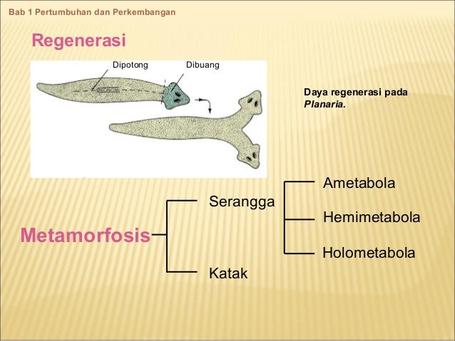Bab 1 Pertumbuhan Dan Perkembangan Bab 1 Pertumbuhan Dan Perkembangan