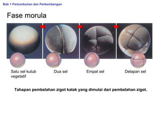 Bab 1 Pertumbuhan dan Perkembangan

Fase morula

Satu sel kutub
vegetatif

Dua sel

Empat sel

Delapan sel

Tahapan pembelahan zigot katak yang dimulai dari pembelahan zigot.

 