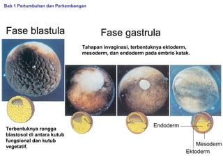 Bab 1 Pertumbuhan dan Perkembangan

Fase blastula

Fase gastrula
Tahapan invaginasi, terbentuknya ektoderm,
mesoderm, dan endoderm pada embrio katak.

Terbentuknya rongga
blastosol di antara kutub
fungsional dan kutub
vegetatif.

Endoderm
Mesoderm
Ektoderm

 