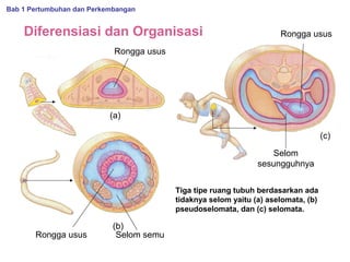 Bab 1 Pertumbuhan dan Perkembangan

Diferensiasi dan Organisasi

Rongga usus

Rongga usus

(a)
(c)
Selom
sesungguhnya
Tiga tipe ruang tubuh berdasarkan ada
tidaknya selom yaitu (a) aselomata, (b)
pseudoselomata, dan (c) selomata.

Rongga usus

(b)
Selom semu

 