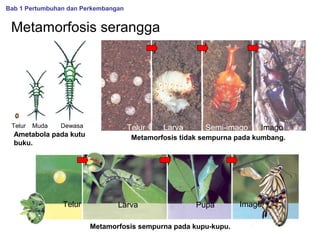 Bab 1 Pertumbuhan dan Perkembangan

Metamorfosis serangga

Telur

Muda

Dewasa

Ametabola pada kutu
buku.

Telur

Telur

Larva

Semi-imago

Imago

Metamorfosis tidak sempurna pada kumbang.

Larva

Pupa

Metamorfosis sempurna pada kupu-kupu.

Imago

 