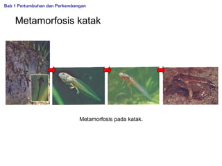 Bab 1 Pertumbuhan dan Perkembangan

Metamorfosis katak

Metamorfosis pada katak.

 