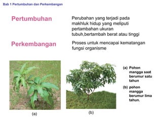 Bab 1 Pertumbuhan dan Perkembangan

Pertumbuhan

Perubahan yang terjadi pada
makhluk hidup yang meliputi
pertambahan ukuran
tubuh,bertambah berat atau tinggi

Perkembangan

Proses untuk mencapai kematangan
fungsi organisme

(a) Pohon
mangga saat
berumur satu
tahun
(b) pohon
mangga
berumur lima
tahun.

(a)

(b)

 