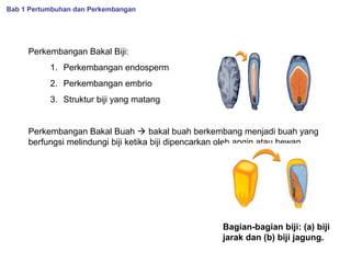Bab 1 Pertumbuhan dan Perkembangan

Perkembangan Bakal Biji:
1. Perkembangan endosperm
2. Perkembangan embrio
3. Struktur biji yang matang

Perkembangan Bakal Buah  bakal buah berkembang menjadi buah yang
berfungsi melindungi biji ketika biji dipencarkan oleh angin atau hewan.

Bagian-bagian biji: (a) biji
jarak dan (b) biji jagung.

 