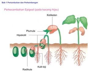 Bab 1 Pertumbuhan dan Perkembangan

Perkecambahan Epigeal (pada kacang hijau)
Kotiledon

Plumula
Hipokotil

Radikula

Kulit biji

 