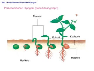 Bab 1 Pertumbuhan dan Perkembangan

Perkecambahan Hipogeal (pada kacang kapri)
Plumula

Epikotil

Kotiledon

Hipokotil
Radikula

 