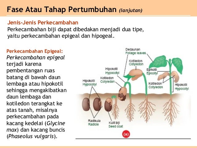 Bab 1 Pertumbuhan Dan Perkembangan Tumbuhan Kelas Xii Sma Ipa