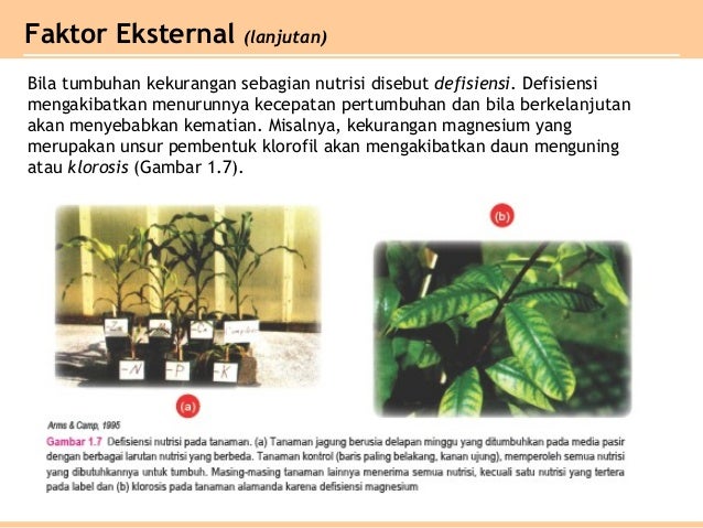 Pertumbuhan Dan Perkembangan Tumbuhan Kelas 12 Pertumbuhan Dan Perkembangan Tumbuhan Kelas 12